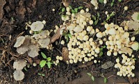 Excesso de humidade, uma colonia de mini Cogumelos