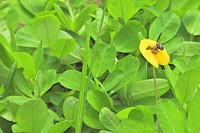 Na flor da Grama-amendoim, uma visitante.