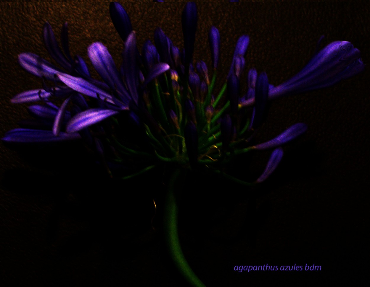 "agapanthus azul" de Beatriz Di Marzio