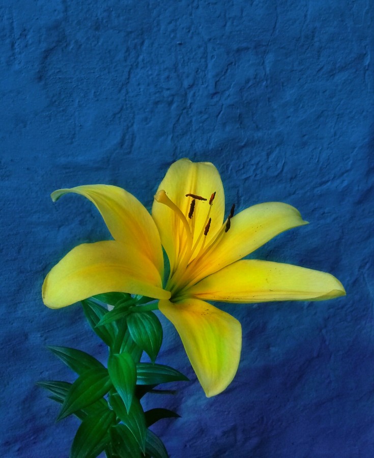 "Una flor amarilla" de Roberto Guillermo Hagemann