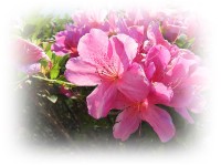 Azaleia rosa representa o amor  vida e a natureza