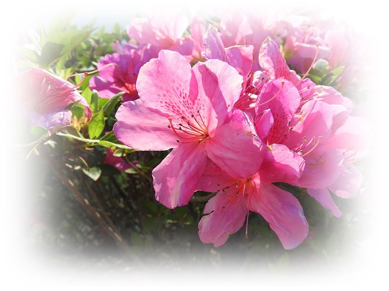 "Azaleia rosa representa o amor  vida e a natureza" de Decio Badari