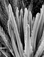 Formas e texturas da planta Cycas revoluta