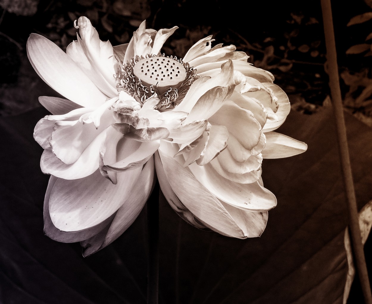 "flor de loto" de Viviana García