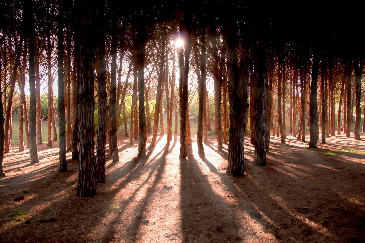 "La luz en el bosque..." de Juan Carlos Barilari