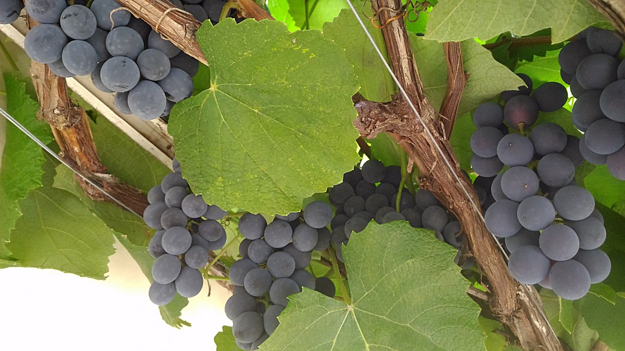 "Uvas e mais uvas, fui atrado pelo aroma!" de Decio Badari