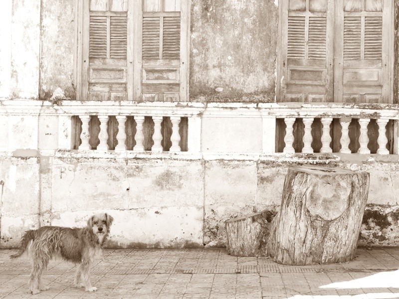 "A curiosidade do cachorro para com o fotgrafo." de Decio Badari