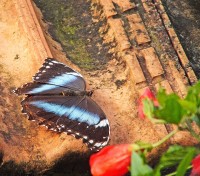 Uma pausa enfim: a borboleta do gnero Morpho !