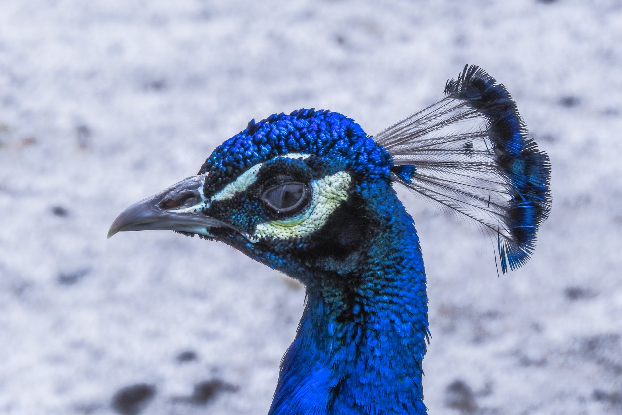 "Peacock" de Hctor Venezia