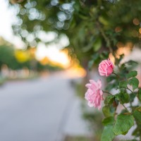 una rosa en el camino