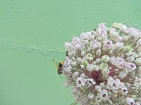 A flor do Alho-por e o solitrio polinizador