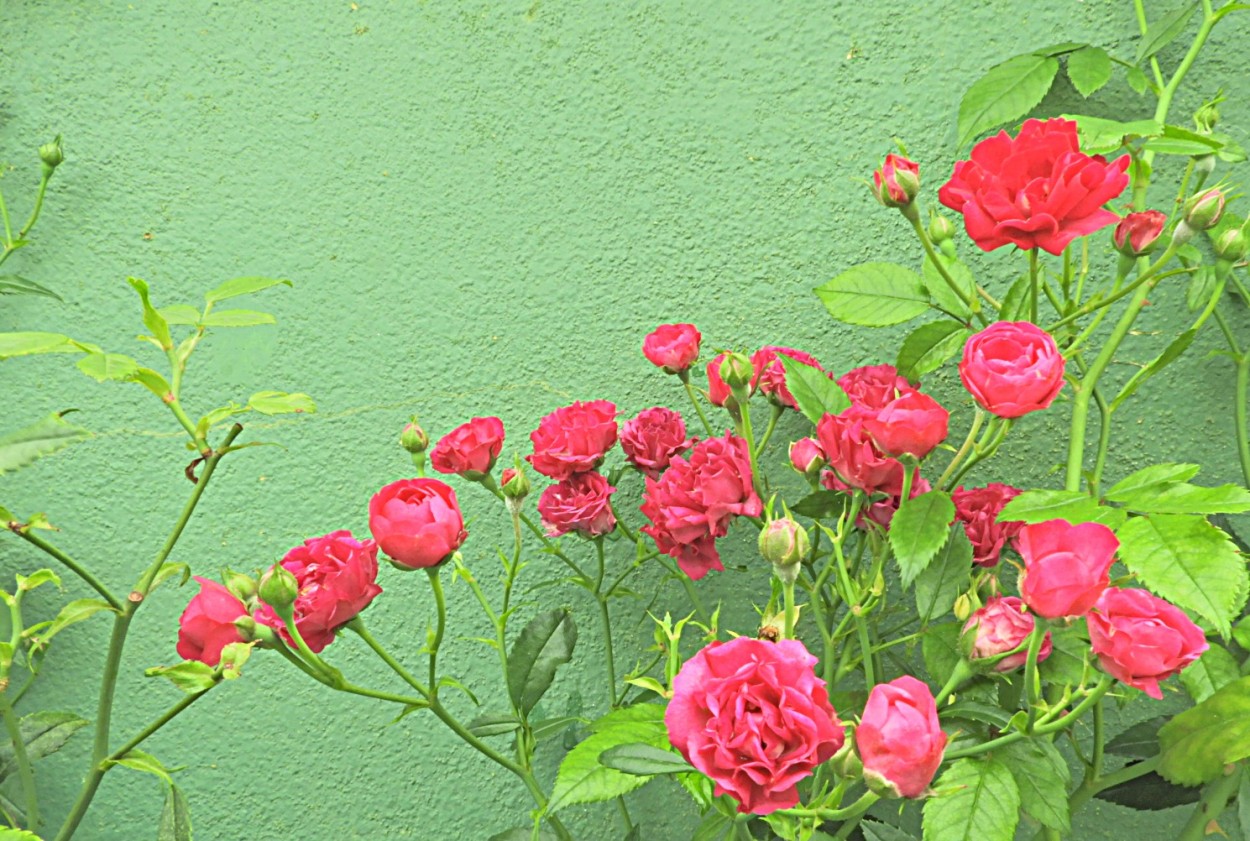 "Nesta manh, o cantinho das Mini-rosas" de Decio Badari