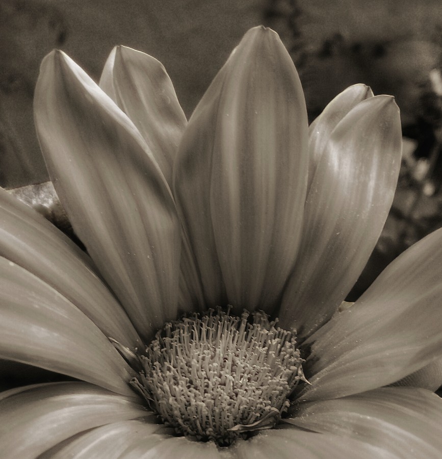 "Nace una flor...todos los das sale el sol" de Roberto Guillermo Hagemann