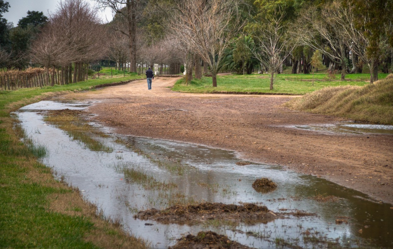"Caminata despus de la lluvia" de Fernando Valdez Vazquez