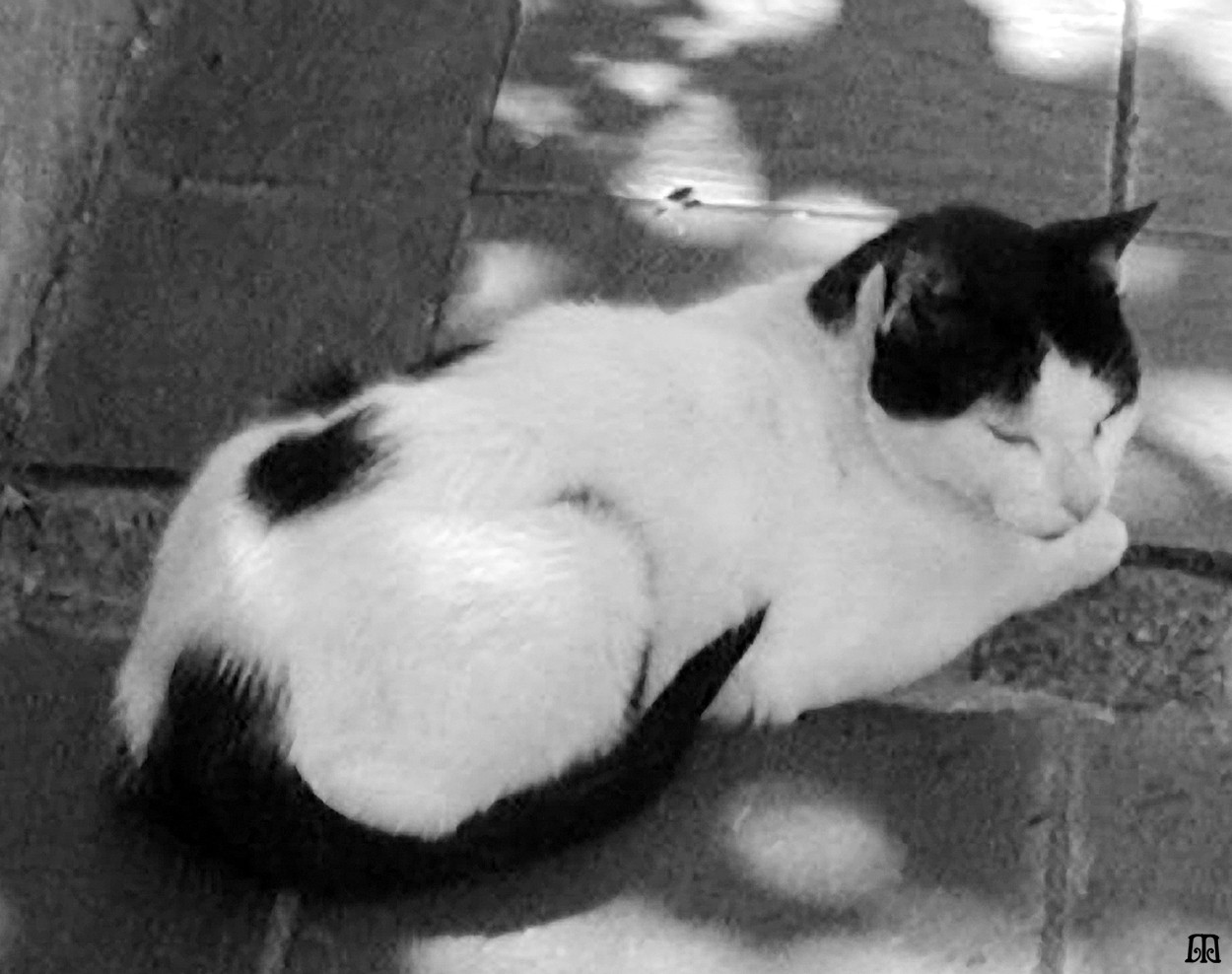 "El gato del Pasaje de La Piedad" de Anins Macadam