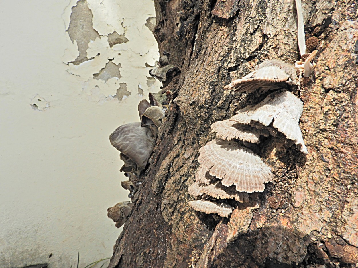 "No velho tronco, cogumelos,formas e texturas." de Decio Badari