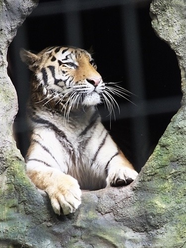 "O majestoso ` Tigre de Bengala ` e da as......." de Decio Badari