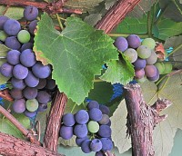 As uvas ` Isabel` e um pequeno sinal do Outono,,,,