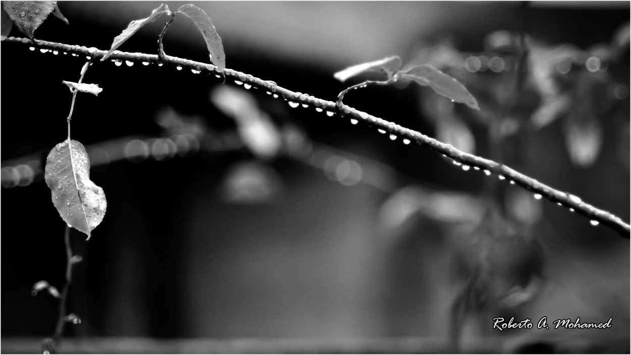 "Despus de la lluvia" de Roberto Amilcar Mohamed