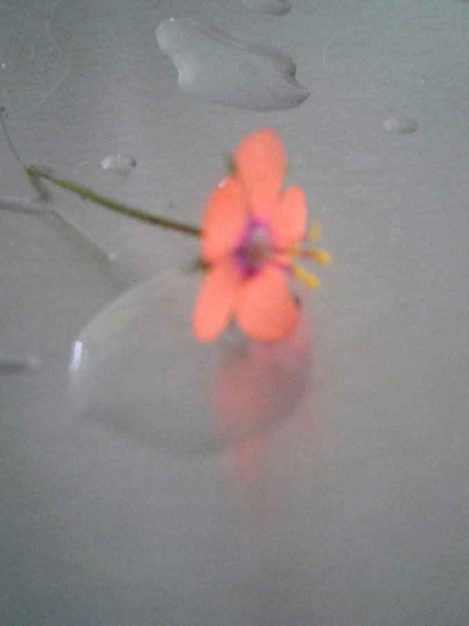 "variaciones de una misma flor" de Isabel Corbera