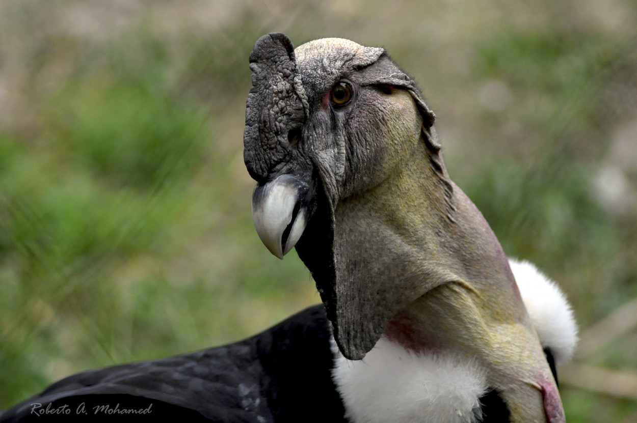 "Retrato de condor andino" de Roberto Amilcar Mohamed