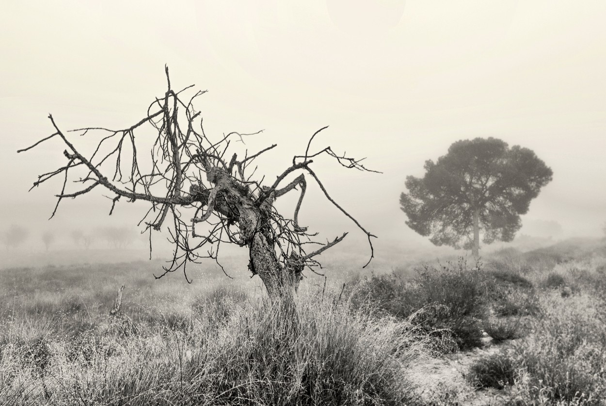 "Higuera y pino" de Francisco Jos Cerd Ortiz