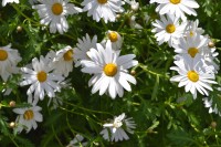 Flores blancas al sol