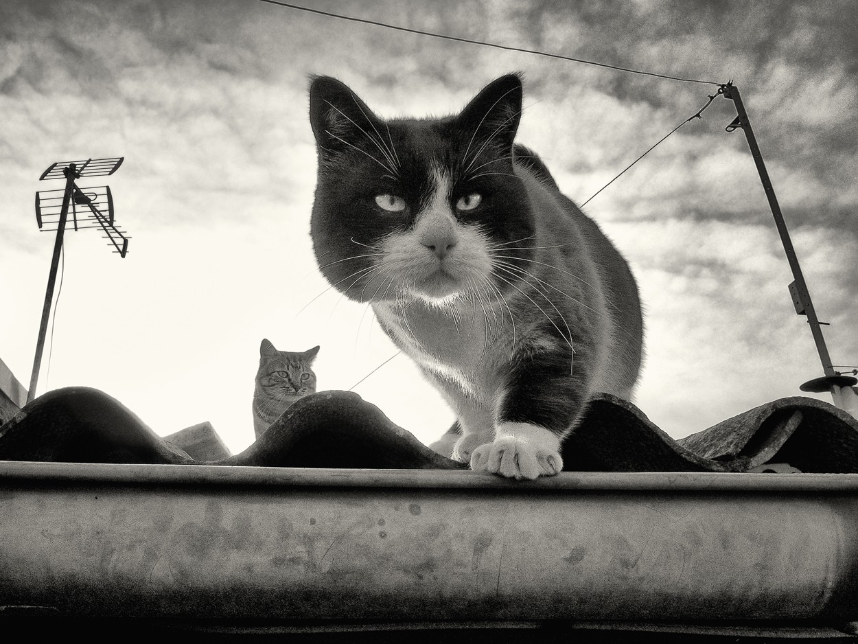 "Gatos" de Francisco Jos Cerd Ortiz