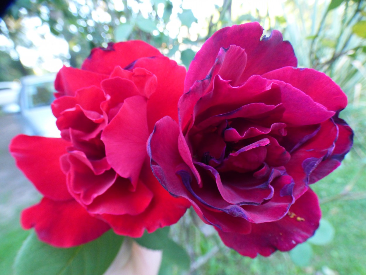 "` Perfume a rosas `" de Graciela Edith Flocco