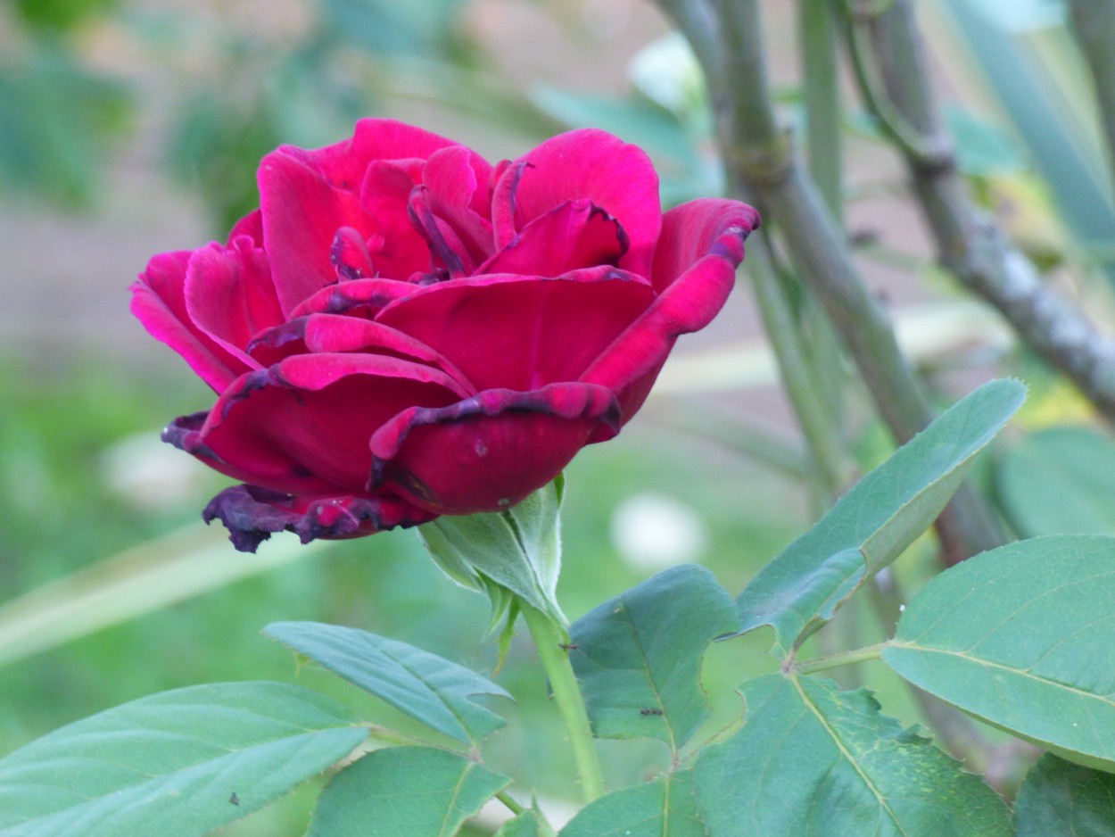 "` Simplemente una rosa `" de Graciela Edith Flocco