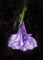 La lluvia queda sobre los ptalos de las lilas