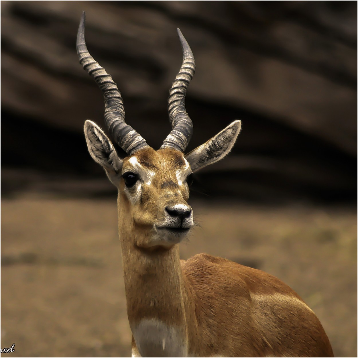 "Antilope" de Roberto Amilcar Mohamed