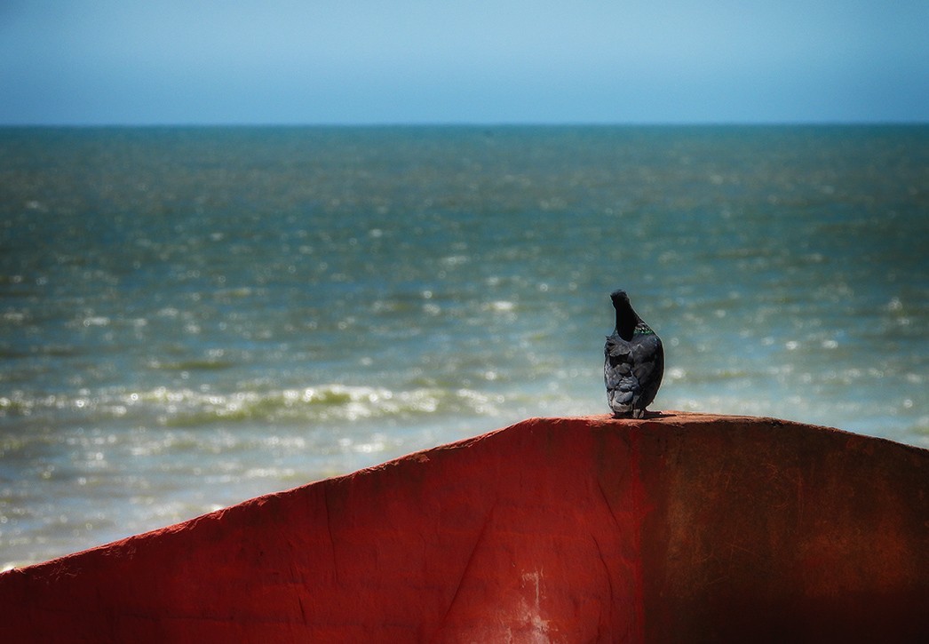"La paloma y el mar" de Mercedes Orden