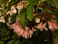 Begonia Ala de ngel