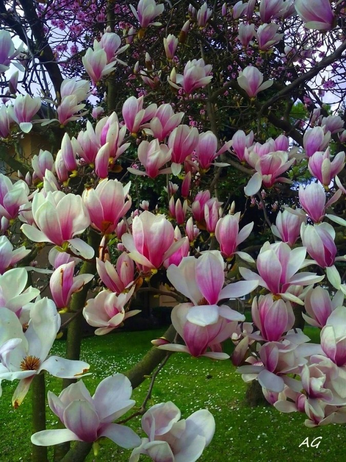 "Magnolia suolangeana" de Ana Giorno