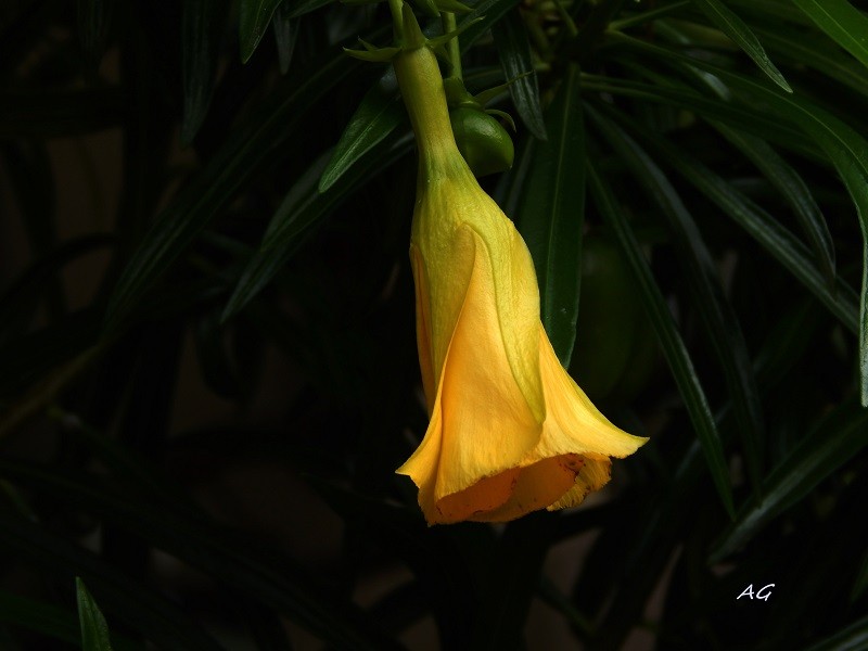 "Thevetia peruviana y su flor" de Ana Giorno