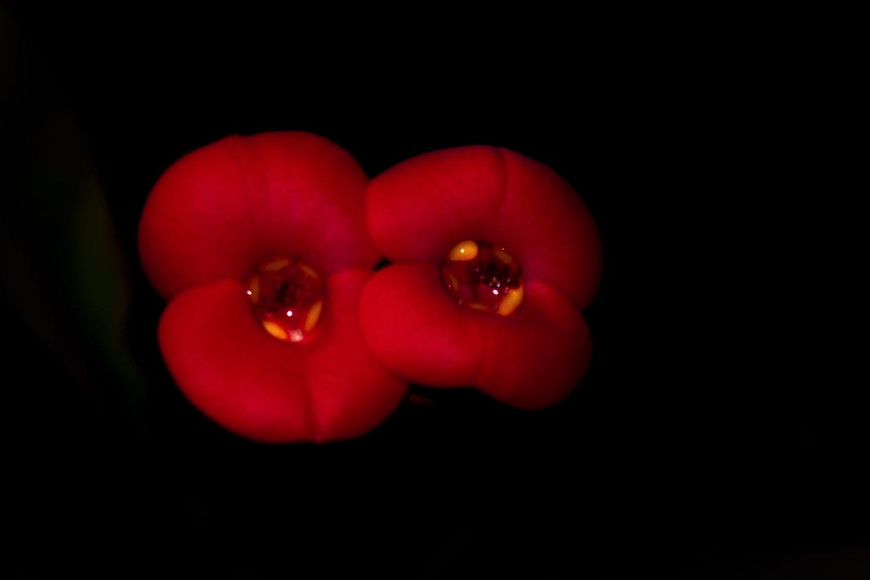 "Besos florales" de Horacio Aguilar