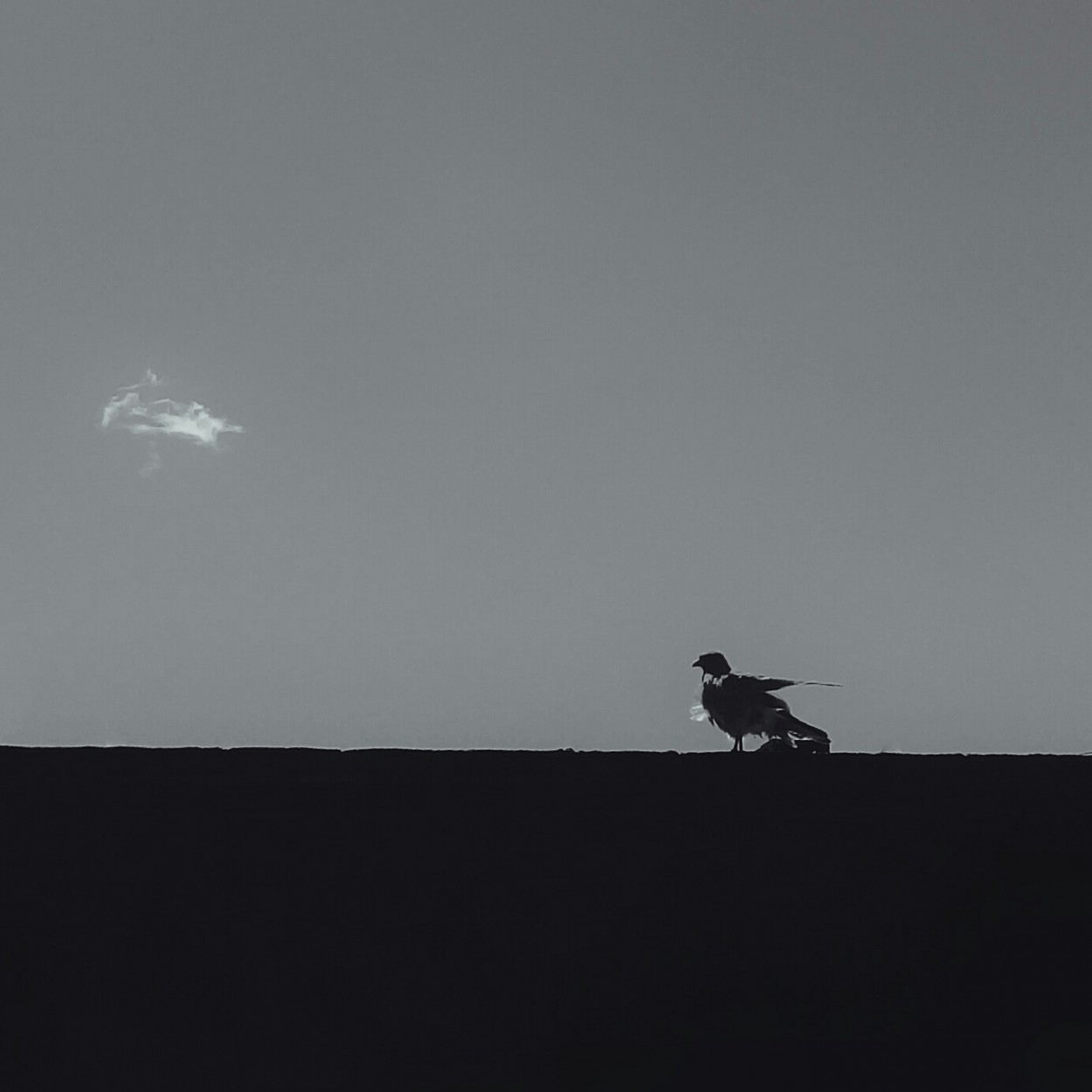 "El muro , el pjaro y la nube" de Roberto Guillermo Hagemann