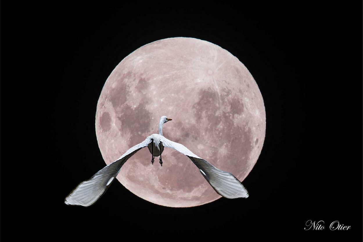 "Enamorado de la luna." de Otier Eduardo Rodolfo