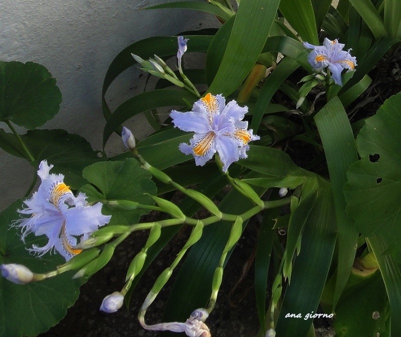 "Iris japnico" de Ana Giorno