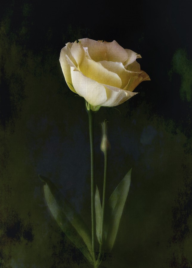 "Una rosa en el estudio" de Jos Medin Arnau Cantavella