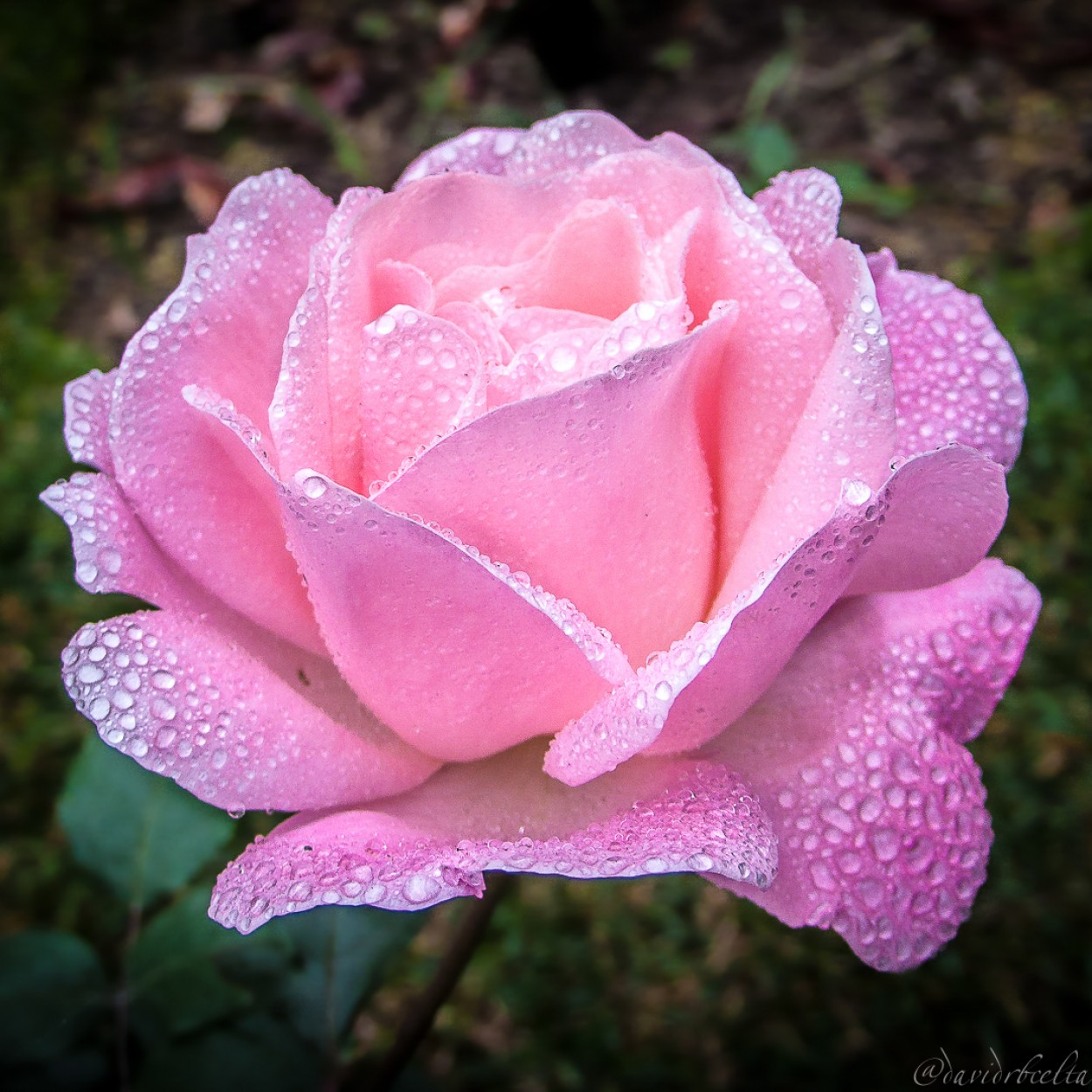 "Rosa Rosae" de David Roldn