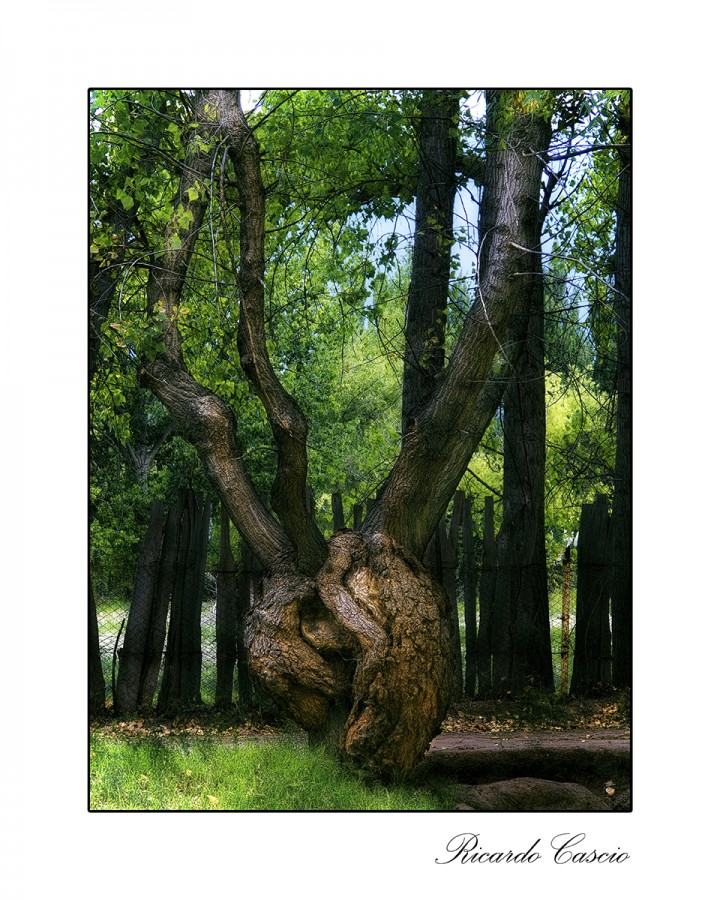 "En un rincn del bosque..." de Ricardo Cascio