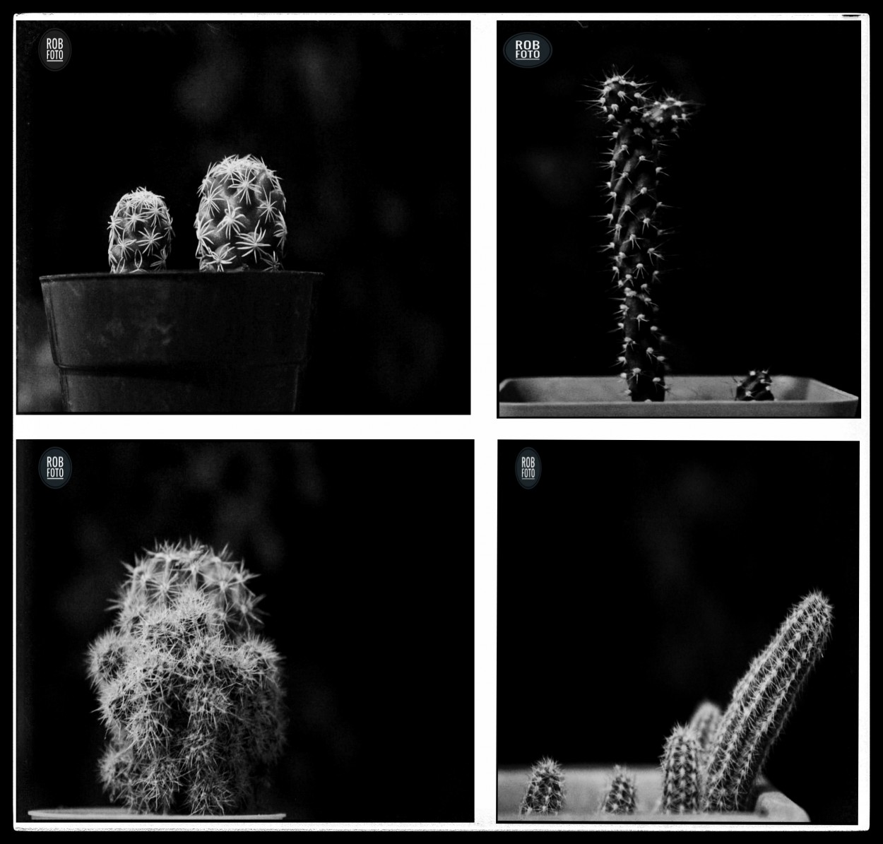 "Cactus" de Ruben Blazquez