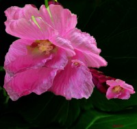 hibiscus rosa