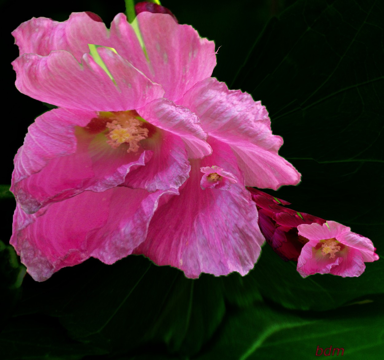 "hibiscus rosa" de Beatriz Di Marzio