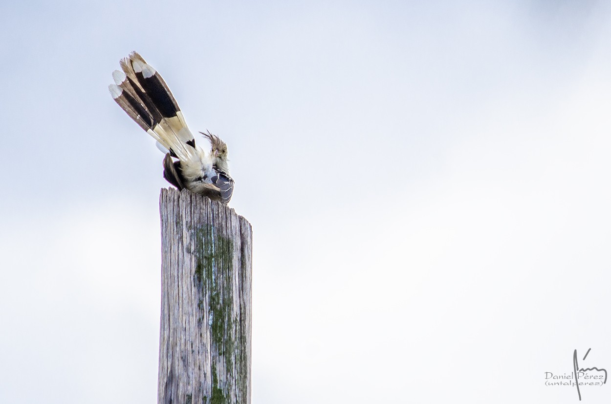 "A bird in the column" de Daniel Prez Kchmeister