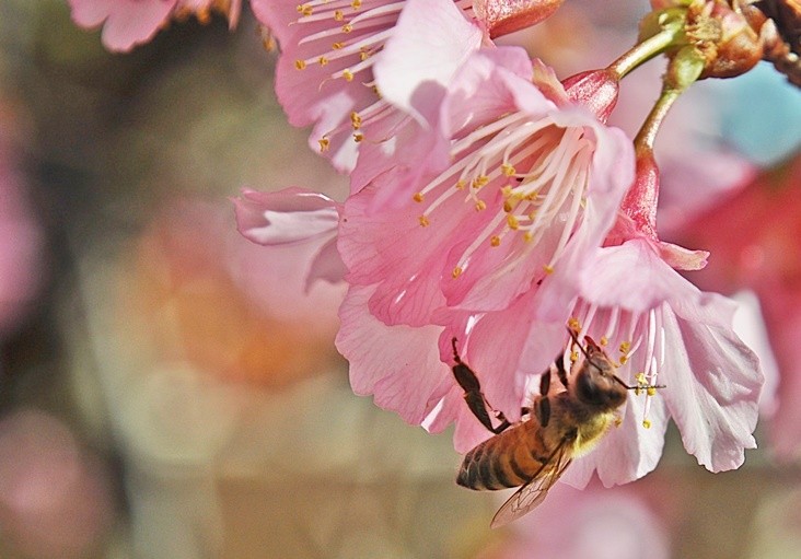 "UM ALERTA:O desaparecimento das abelhas  ........" de Decio Badari