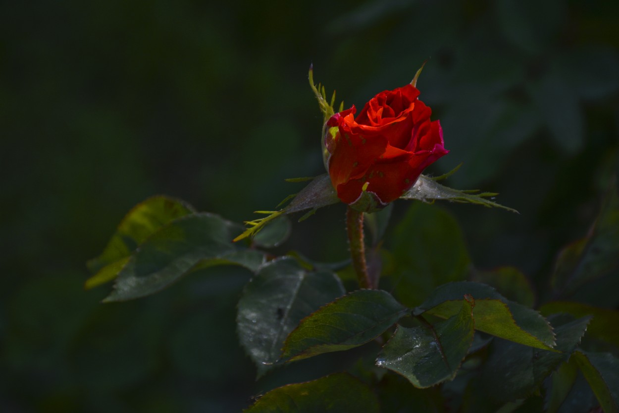 "Rosa rosa la maravillosa" de Osvaldo Sergio Gagliardi