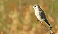 O quiriquiri (Falco sparverius)
